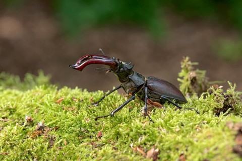 Stag beetle (Lucanus cervus), horned beetle, fire beetle, male with large mandibles, upper jaw,