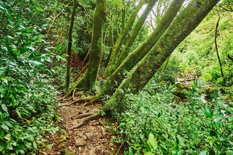 Landscape of Rainforest at the Lulumahu trail to the Lulumahu falls, Honolulu Watershed Forest