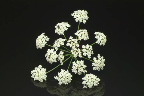 Vegetable, plant, food, agriculture, horticulture, flower of the sugar root, Sisum sisarum, Sium,