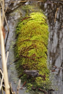 Frog on a mossy tree trunk, March, Lusatia, Saxony, Germany, Europe