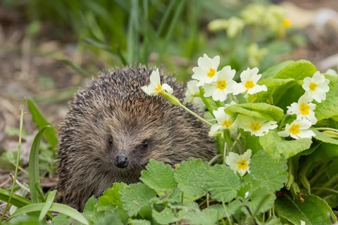 European hedgehog (Erinaceus europaeus) adult animal in a garden next to a Primrose flower in the