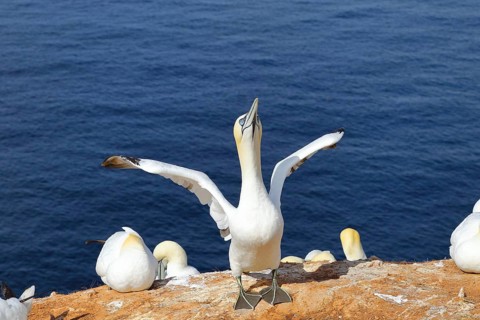 Northern gannet (Morus bassanus) Old bird flapping its wings in anticipation of its mate,