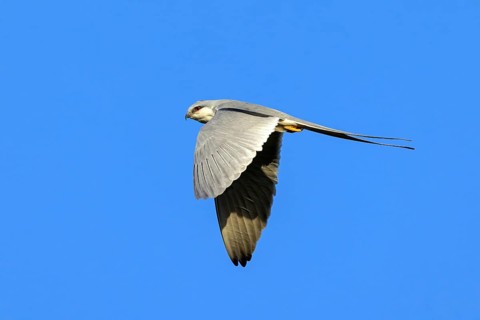 Swallow-tailed Kite, (Chelictinia riocourii), also Scissor-tailed Kite, African Swallow-tailed