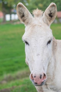 White donkey (Equus asinus asinus) or domestic donkey standing on a pasture, meadow in summer,