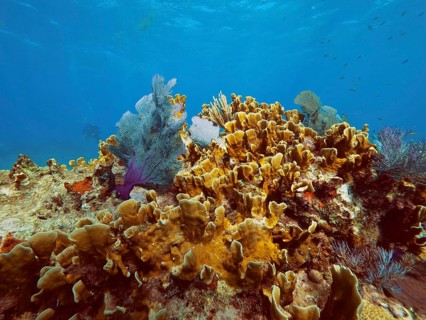 Lively coral reef with colourful corals, fire coral (Millepora complanata), and a clear, deep blue