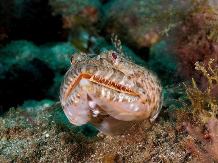 Portrait of lizardfish (Synodus saurus) with pointed teeth. Dive site El Cabron Marine Reserve,