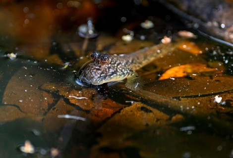 Atlantic mudskipper (Periophthalmus barbarus), Loango National Park, Parc National de Loango,