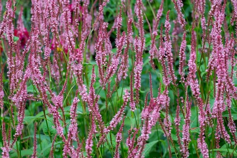 Candle knotweed (Persicaria amplexicaulis), North Rhine-Westphalia, Germany, Europe