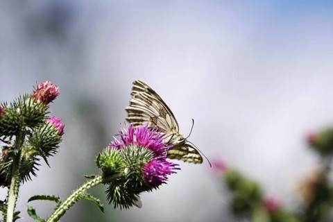 Marbled white (Melanargia galathea), July, Saxony-Anhalt, Germany, Europe