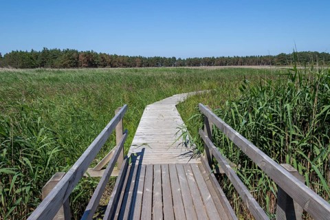 Circular hiking trail, bridge, wooden footbridge, reed grass, trees, Darßer Ort, Born a. Darß,