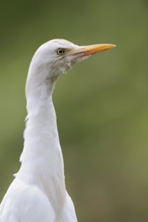 Cattle egret (Bubulcus ibis), portrait, Camargue, France, Europe
