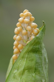 Arum (Taccarum caudatum), inflorescence, occurrence in South America