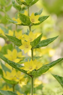Spotted loosestrife (Lysimachia punctata), flowers, North Rhine-Westphalia, Germany, Europe