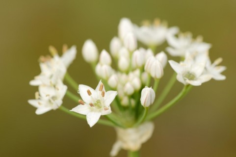 Garlic chives (Allium tuberosum), flowers, spice plant, medicinal plant, North Rhine-Westphalia,