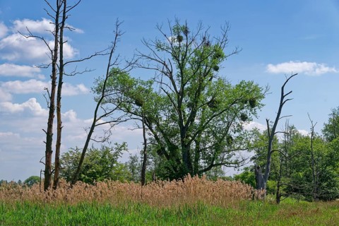 Semi-open pasture landscape Röwitz with bushes and trees, including mistletoe, in the UNESCO
