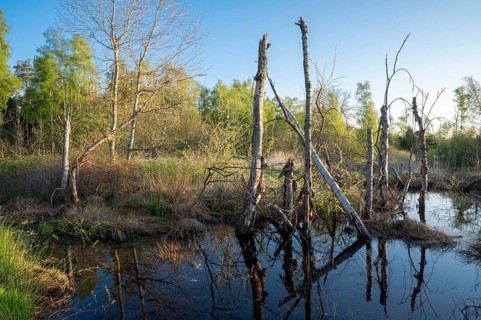 Moor landscape, renaturalised, rewetted, peat-covered moor area, Großes Moor nature reserve, Lower