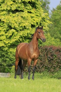 Westphalian Warmblood, Westphalian