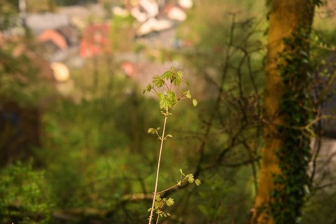 Iserlohn. This year's unusually warm weather in April has already given us a May. Nature exploded