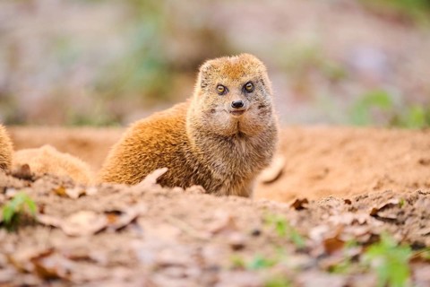 Ethiopian dwarf mongoose (Helogale hirtula) sitting on the ground, Bavaria, Germany, Europe