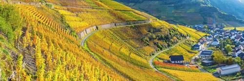 Vineyards in autumn, Mayschoß, Ahr valley, red wine of the Pinot Noir and Portugieser grape is