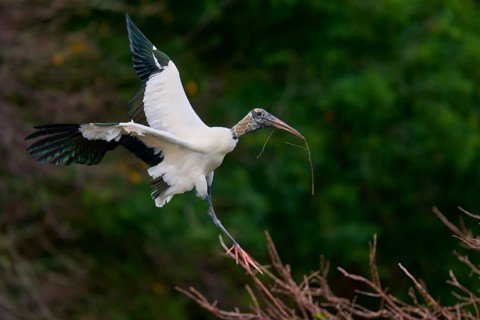 Wood Stork (Mycteria americana), flies through a wooded area holding a stick in its beak,