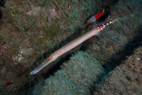 Atlantic cornetfish (Aulostomus strigosus) . Dive site Cueva del Tiburon, Las Galletas, Tenerife,