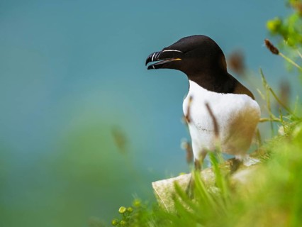 Razorbill, Alca Torda, birds on cliffs, Bempton Cliffs, North Yorkshire, England, United Kingdom,