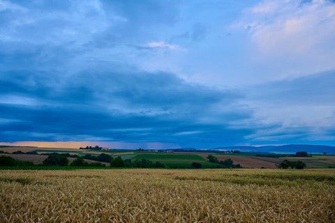Wide wheat field (Triticum), in front of a hilly landscape under a cloudy sky at dusk, summer,