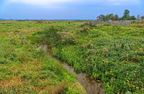 A side arm in the riverbed of the Narew in the Narew National Park, Narwianski Park Narodowy, in