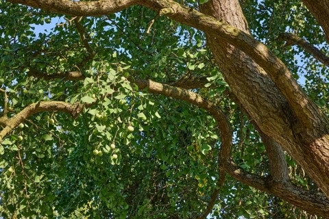 Trunk with branches, twigs and foliage of a tree of the species Ginkgo (Ginkgo biloba) in Bad