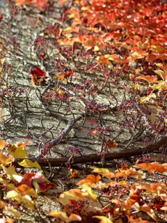 Wild Vine (Parthenocissus quinquefolia) on a house wall, autumn atmosphere, Munich, Bavaria,