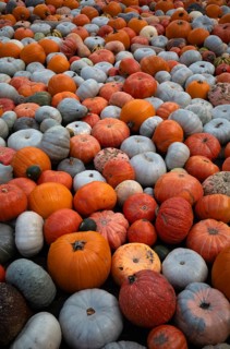 Various ornamental pumpkins, pumpkins, Ludwigsburg, Baden-Württemberg, Germany, Europe