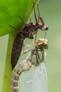 Southern Hawker (Aeshna cyanea) with exuviae, Emsland, Lower Saxony, Germany, Europe