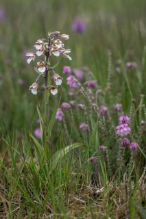 Marsh helleborine (Epipactis palustris), Emsland, Lower Saxony, Germany, Europe
