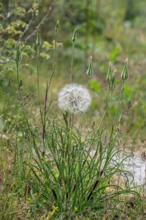 Meadow salsify (Tragopogon pratensis), Mecklenburg-Western Pomerania, Germany, Europe