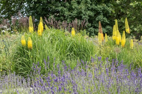 Flower bed with foxtail lilies (Eremurus), Rostock, Mecklenburg-Vorpommern, Germany, Europe