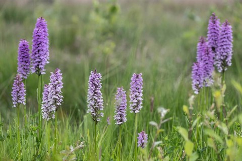 Southern marsh orchid (Dactylorhiza praetermissa), Emsland, Lower Saxony, Germany, Europe