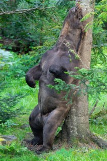 Brown bear (Ursus arctos) rubbing his back on a tree, Germany, Europe