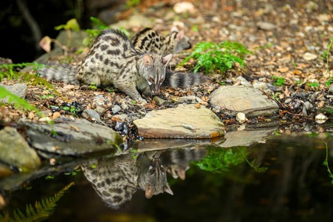 Common genet (Genetta genetta) at the shore of a lake, wildlife in a forest, Montseny National
