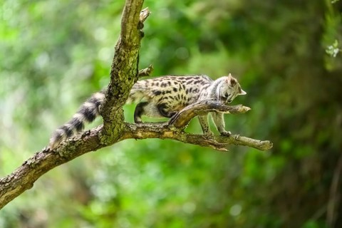 Common genet (Genetta genetta), climbing on a tree wildlife in a forest, Montseny National Park,