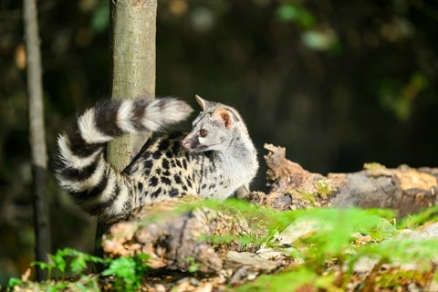Common genet (Genetta genetta), wildlife in a forest, Montseny National Park, Catalonia, Spain,
