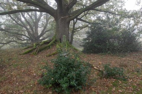 English oak (Quercus robur) and holly (Ilex aquifolius) in the fog, Emsland, Lower Saxony, Germany,