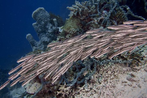 A school of Striped eel catfish (Plotosus lineatus) swimming over a coral reef in blue water, dive
