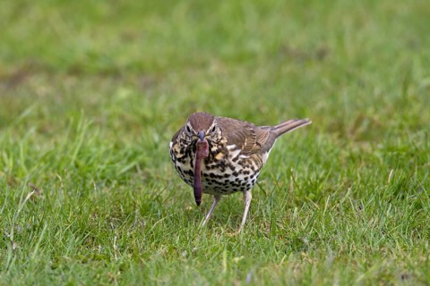 Song thrush (Turdus philomelos) eating earthworm on lawn in garden, Germany, Europe
