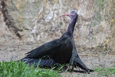 Northern bald ibis, Hermit ibis, Waldrapp (Geronticus eremita), adult bird taking sunbath with