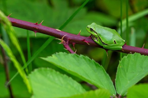 European tree frog (Hyla arborea, Rana arborea) sunning on prickly stem of bramble bush in spring,