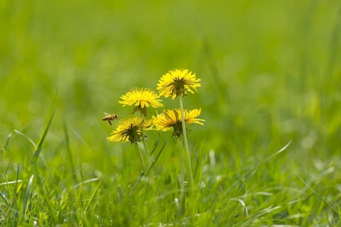 Dandelion Flower on the Green Field with Grass and a Flying Bee in a Sunny Day in Locarno, Ticino,