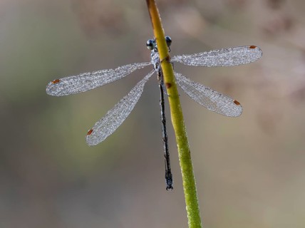 Emerald Damselfly (Lestes sponsa) sits on a rush stalk, the first rays of sunlight dry the wings,
