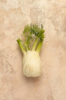 Fennel, bulb, dill root, fresh, top view