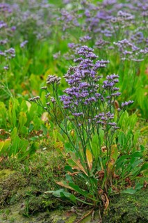 Common sea-lavender (Limonium vulgare) in flower in saltmarsh, salt marsh along the North Sea coast